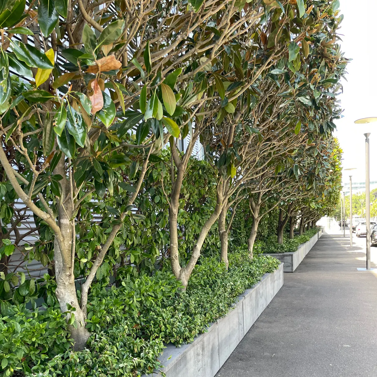 Planted trees and garden bed at Sydney Wharf